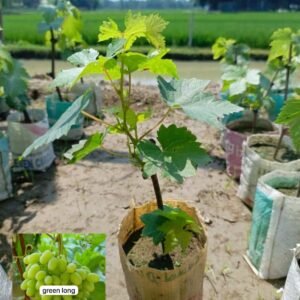 গ্রাফটেড আঙ্গুর চারা  ৩ পিস প্যাক
